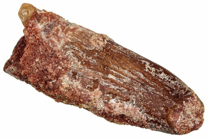 Fossil Sauropod Dinosaur (Titanosaur) Tooth - Morocco #329046